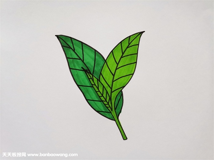 茶叶怎么画