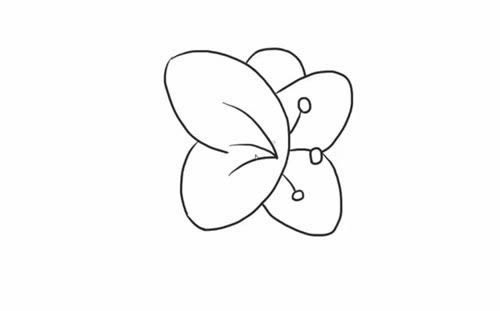 蝴蝶兰简笔画