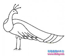 小学生孔雀简笔画图片