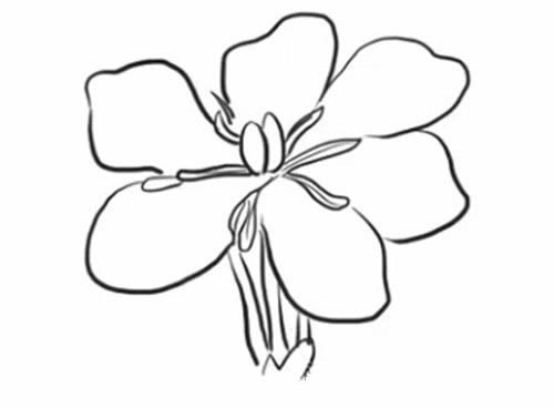 栀子花简笔画步骤教程