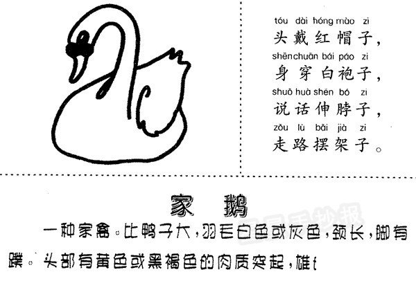 家鹅简笔画