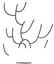 树林简笔画怎么画