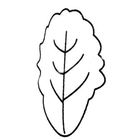白菜简笔画大全及画法步骤