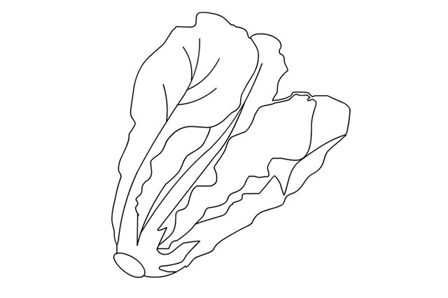 简单漂亮的生菜简笔画图片