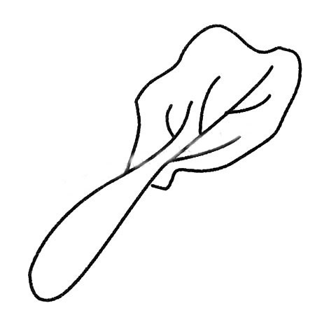 白菜简笔画大全及画法步骤