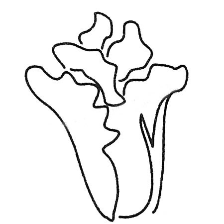 白菜简笔画大全及画法步骤